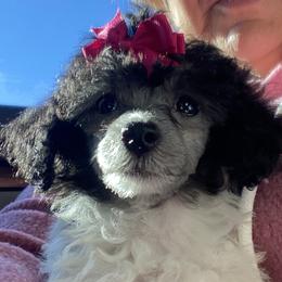 Sassy - Poodle