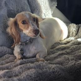 Maggie - Dachshund