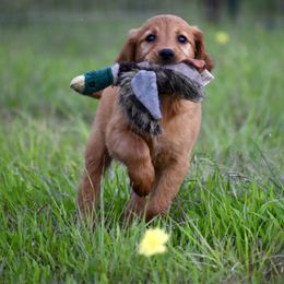 Green - Dark golden male Golden Retriever puppy in Gober, Texas from Trigger Time Kennels