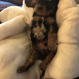 Cavalier King Charles Spaniel and Shih Tzu Puppies from Karen's Cavaliers