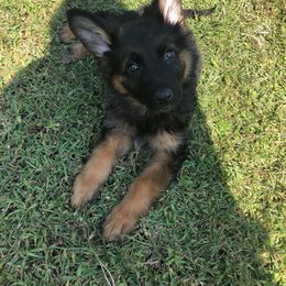 German Shepherd Puppies from 501 Shepherds