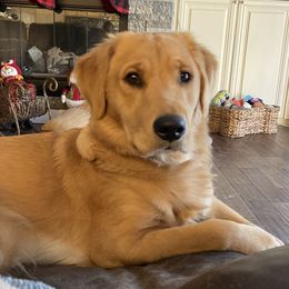 Maddie - Golden Retriever