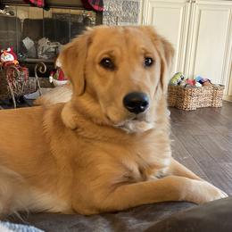 Maddie - Golden Retriever