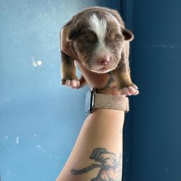 Girl 4 - Red tri-color female Australian Shepherd puppy in Lubbock, Texas from REKN’ Kennel Aussies