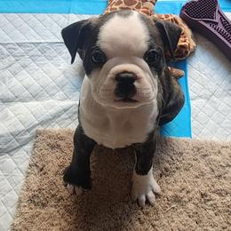 Buddy - Brindle male Companion Cross puppy in Fort Myers, Florida from Legends Frenchton's, French Bulldogs ,Boston Terriers, Reindeer chihuahuas & French Bullhuahua's
