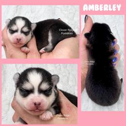 Amberley - Black and white female Pomsky puppy in Sheffield, Iowa from Clover Ridge Pomskies
