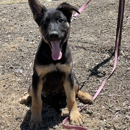 Dachshund and German Shepherd Puppies from Zwinger vom Donau-Ries
