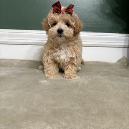 Odin - Apricot male Maltipoo puppy in Philadelphia, Pennsylvania from HMH’s Boxers, Maltipoos & Cavaliers
