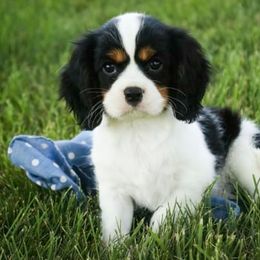 Cavalier King Charles Spaniel Puppies from Happily Ever After Cavaliers
