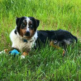 Tuff - Miniature Australian Shepherd