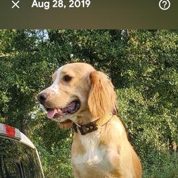 Bryce - Golden male English Cocker Spaniel puppy in Bainbridge, Georgia from Chapman Bird Dogs