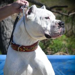 Gitana - Dogo Argentino