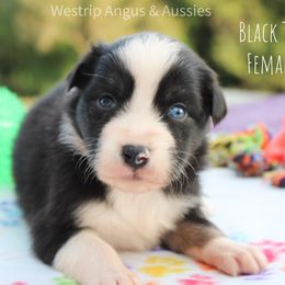 Australian Shepherd Puppies from Westrip Angus & Aussies