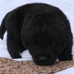 Brew - Black male Newfoundland puppy in Kimball Twp, Michigan from Pine River Newfoundlands