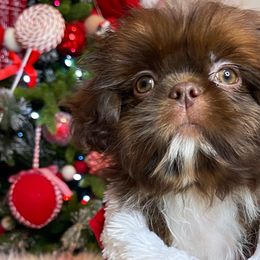 Girl 4 - Liver and white Shih Tzu puppy in Norwalk, California from Shitz Show