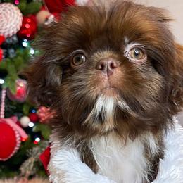 Girl 4 - Liver and white Shih Tzu puppy in Norwalk, California from Shitz Show