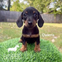 Quorra - Black and tan female Dachshund puppy in Royse City, Texas from Truehearted Miniature Dachshunds