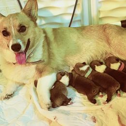 Pembroke Welsh Corgi Puppies from Gold Country Pups