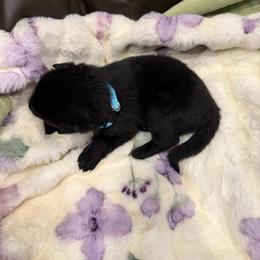 Light Blue - Black female German Shepherd puppy in Descanso, California from KVA Shepherds