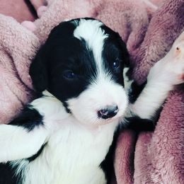 Bernedoodle Puppies from Star of the Sea Doodles