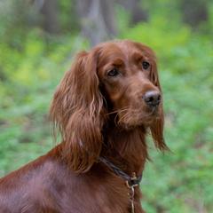 Maeve - Irish Setter