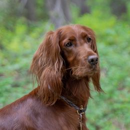 Maeve - Irish Setter