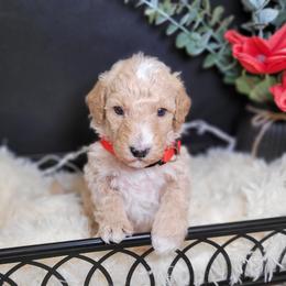 Spencer - Red  male Goldendoodle puppy in Woodburn, Indiana from DNLS Doodle Puppies