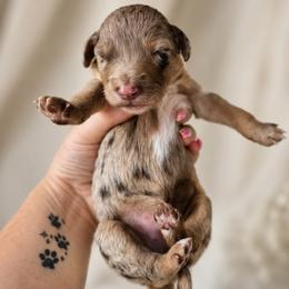 Magenta - Merle female Goldendoodle puppy in Delphos, Ohio from Route 66 Poodles & Doodles, Sapphire Shih-tzu's of Ohio