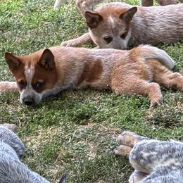 L65-02 - Red speckled male Australian Cattle Dog puppy in Sheridan, Oregon from 6pk Cattledogs