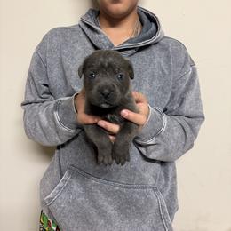 Boy 3 - Gray male Cane Corso puppy in Kaufman, Texas from Phantom Corsos