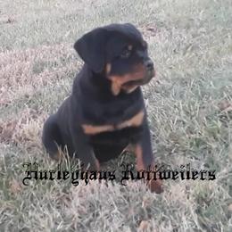 Rottweiler Puppies from Hurleyhaus Rottweilers