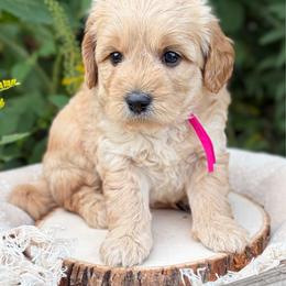Brees - Red  female Goldendoodle puppy in Zeeland, Michigan from Dandelion Lane Doodles