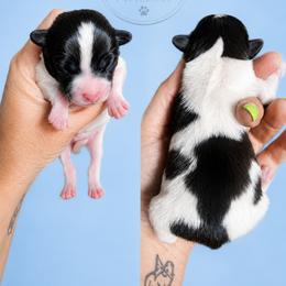 Boy 1 - White black and tan male Papillon puppy in Sweetwater, Tennessee from HSF Papillons