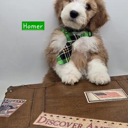 Bernedoodle and Goldendoodle Puppies from Granton Creek