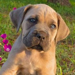 Apollo - Gray and fawn male Cane Corso puppy in Bangs, Texas from HOUSE OF HALL CANE CORSOS
