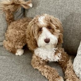 Dad - Australian Labradoodle