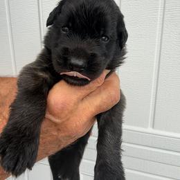 Coop (Green Collar) - Reddish brown male Leonberger puppy in Manchester, Tennessee from Bois D’Arc Leonbergers