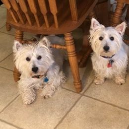 West Highland White Terriers from Sherries Westies