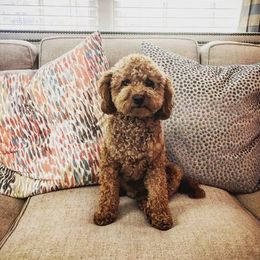 Tucker  - Goldendoodle