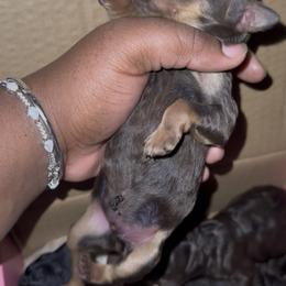Lyra - Phantom female Poodle puppy in Corona, California from Garden Of Poodles