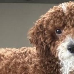 Goldendoodles from Lady's Liberty Litter