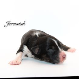 Jeremiah - Black tri-color male Australian Shepherd puppy in Coldwater, Michigan from Northern Star Australian Shepherds