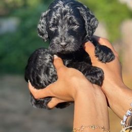 S'mores - Black female Goldendoodle puppy in Seattle, Washington from Dream Lake Doodles
