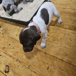 Girl 3 - Liver roan German Shorthaired Pointer puppy in Henderson, Texas from C4 Gun Dogs