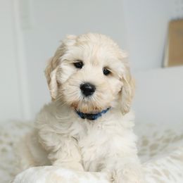 Blue - Cream male Australian Labradoodle puppy in Williamstown, New York from Lewis Manor Labradoodles