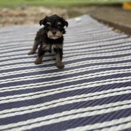 Baby bear - Brown male Schnoodle puppy in Quitman, Texas from Wright Doodles