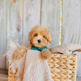 Sunny - Apricot male Goldendoodle puppy in Elizabethtown, Kentucky from Reddy Poodles & Doodles