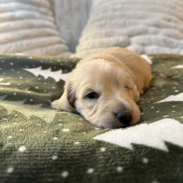 Tyson - Cream male Dachshund puppy in Cabool, Missouri from Hidden Valley Farms