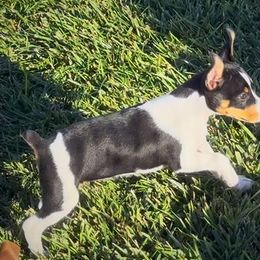 Fem 3 - Black white and tan female Rat Terrier puppy in Denver, Colorado from K2 RAT TERRIERS (COLORADO)