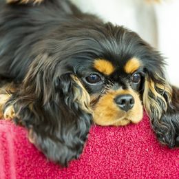 Diego - Cavalier King Charles Spaniel